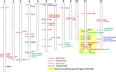 Available cloned genes and markers for genetic improvement of biotic stress resistance in rice